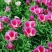 古代稀种子送春花晚春锦花园花坛花境播种栽培常见品种