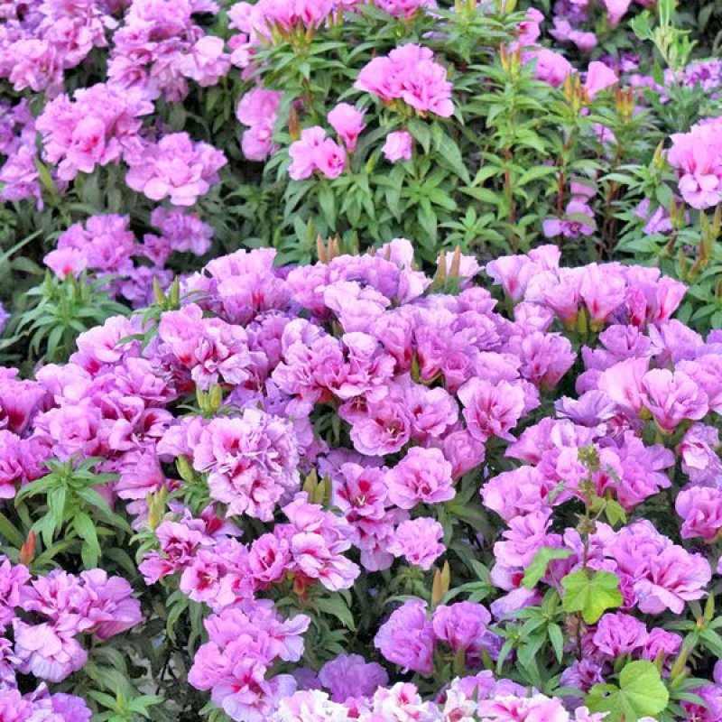 古代稀种子送春花晚春锦花园花坛花境播种栽培常见品种