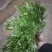 【菊花苦菊】暖棚精品苦菊质量好产地直销