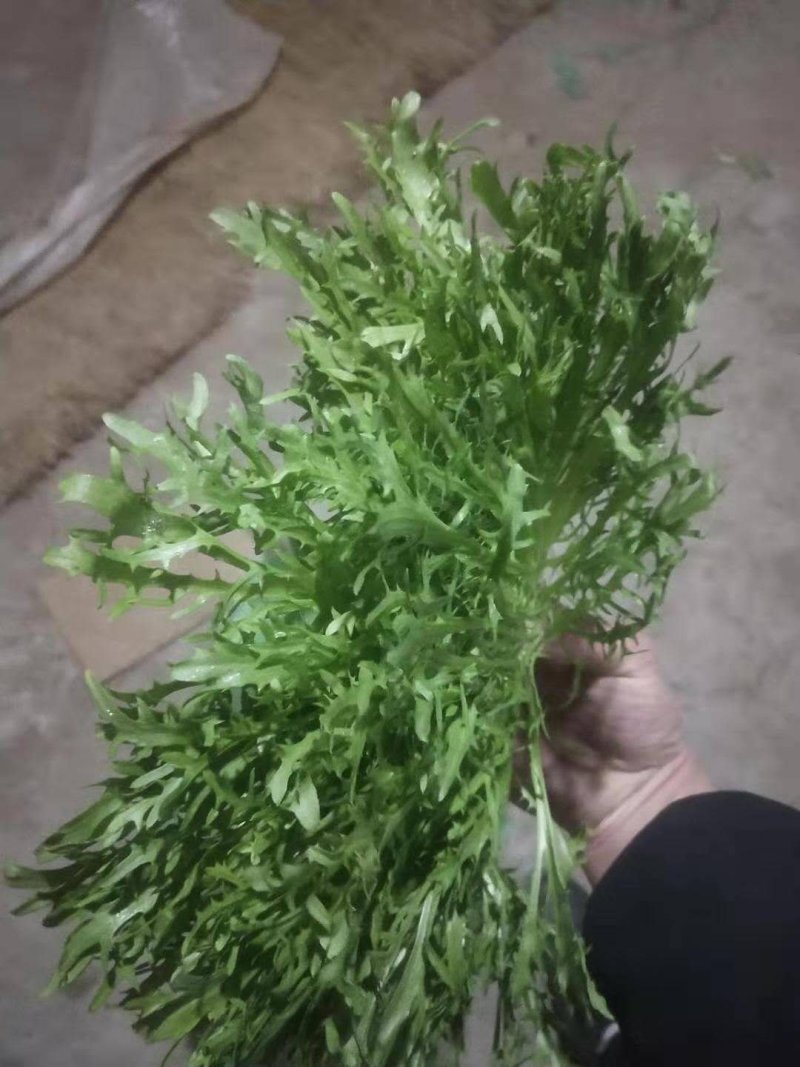 【菊花苦菊】暖棚精品苦菊质量好产地直销