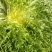 【菊花苦菊】暖棚精品苦菊质量好产地直销