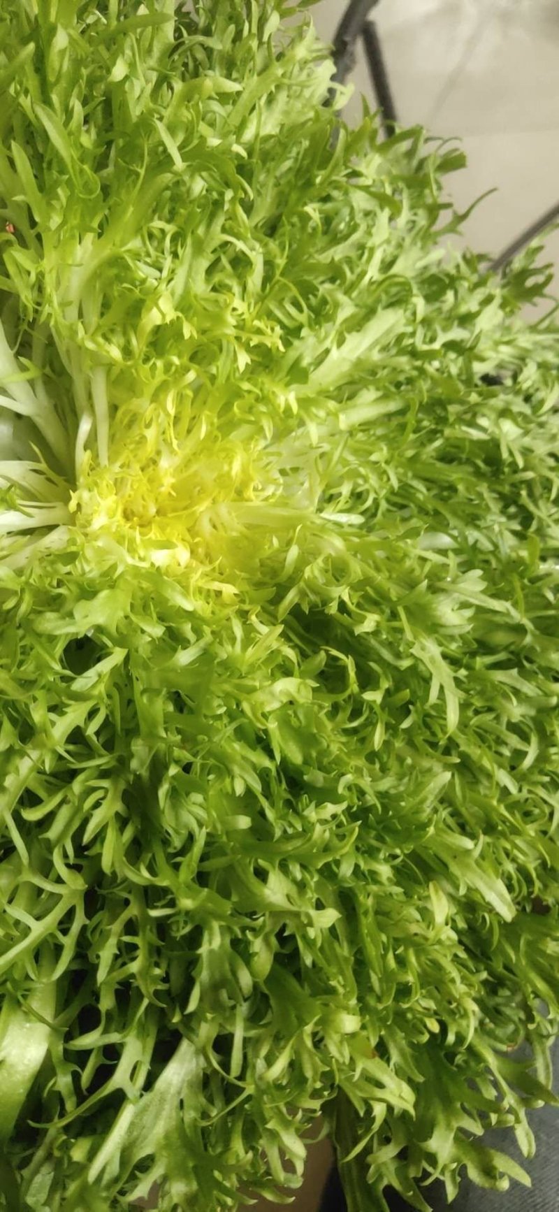【菊花苦菊】暖棚精品苦菊质量好产地直销