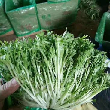 【菊花苦菊】暖棚精品苦菊质量好产地直销