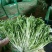 【菊花苦菊】暖棚精品苦菊质量好产地直销