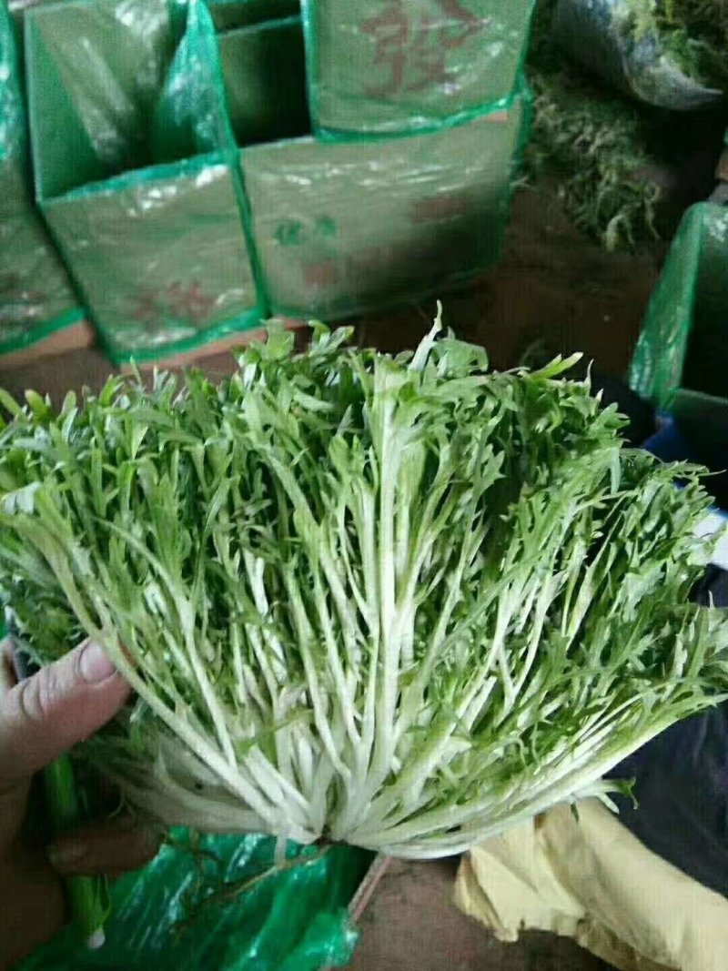 【菊花苦菊】暖棚精品苦菊质量好产地直销