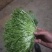 【菊花苦菊】暖棚精品苦菊质量好产地直销