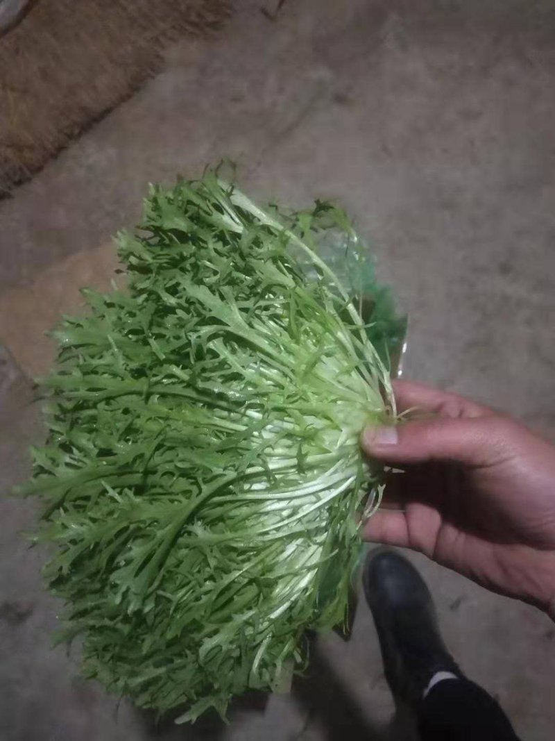 【菊花苦菊】暖棚精品苦菊质量好产地直销