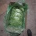 【菊花苦菊】暖棚精品苦菊质量好产地直销