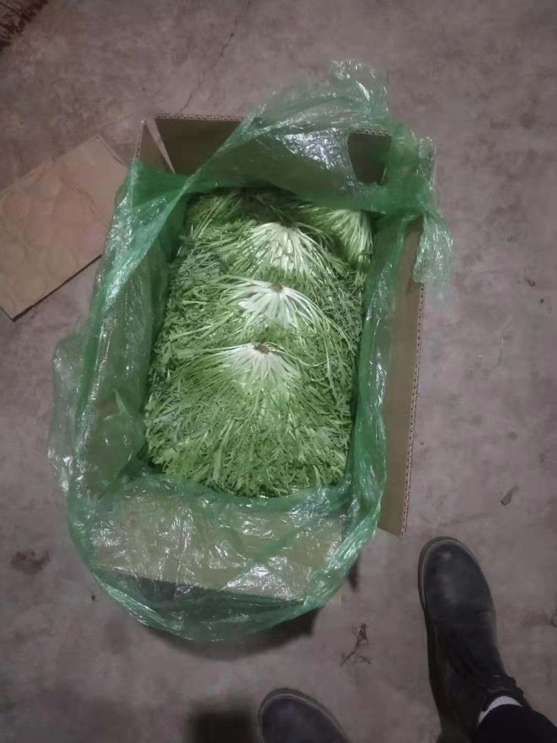 【菊花苦菊】暖棚精品苦菊质量好产地直销