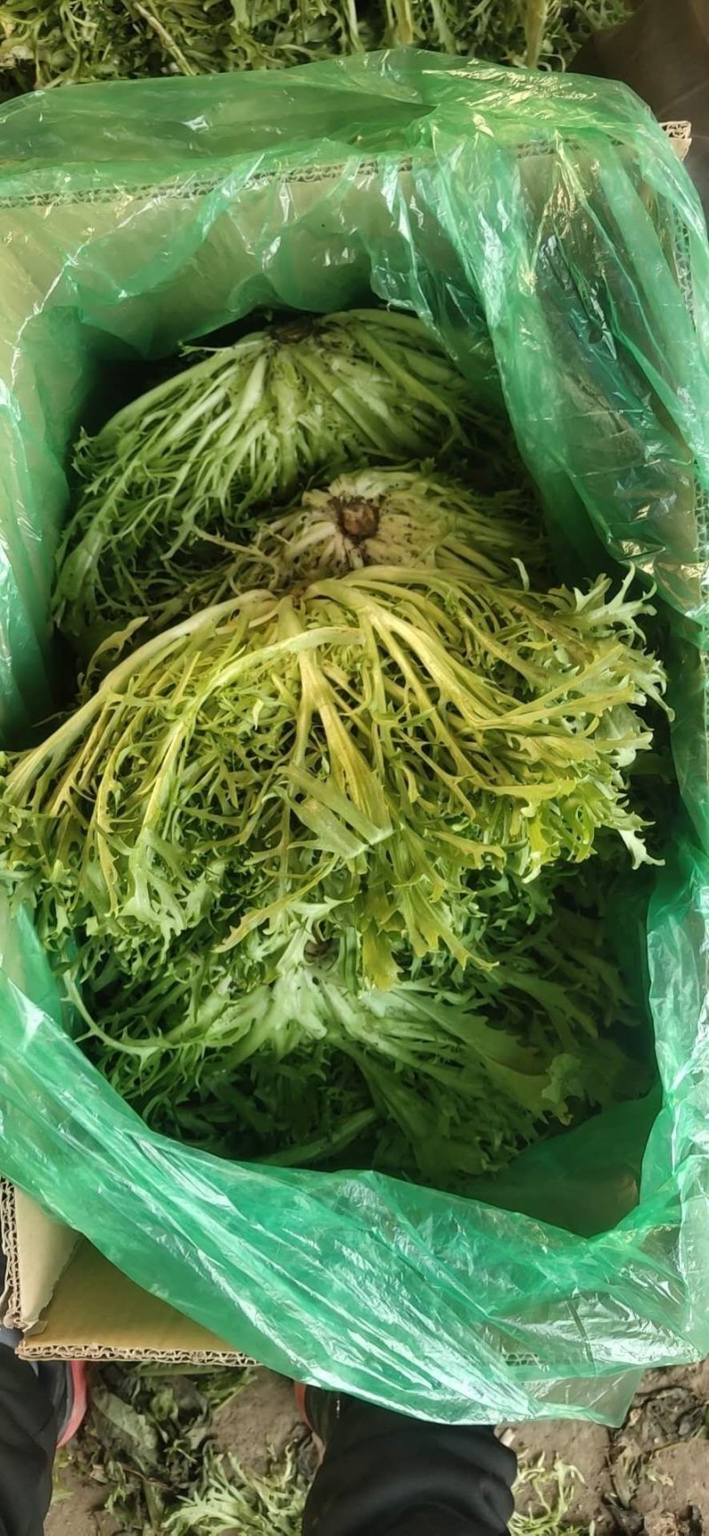 【菊花苦菊】暖棚精品苦菊质量好产地直销