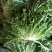 【菊花苦菊】暖棚精品苦菊质量好产地直销