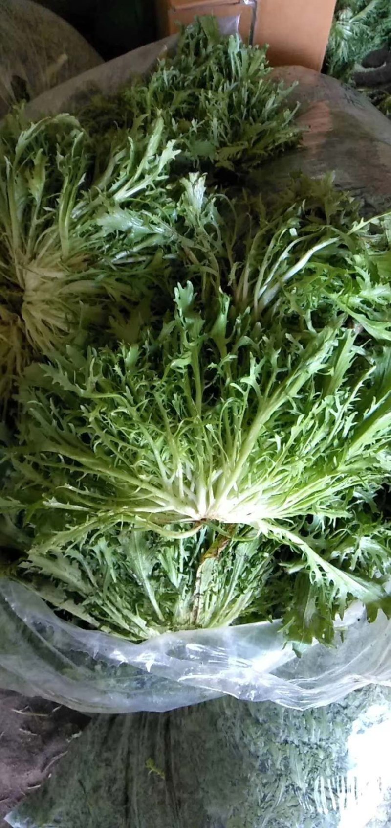 【菊花苦菊】暖棚精品苦菊质量好产地直销