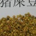新采猪屎豆种子太阳麻种子椭圆叶猪屎豆三圆叶猪屎豆护