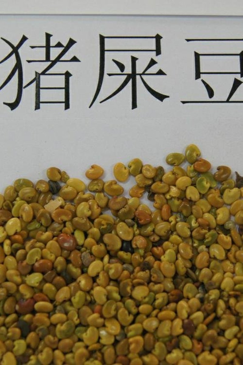 新采猪屎豆种子太阳麻种子椭圆叶猪屎豆三圆叶猪屎豆护