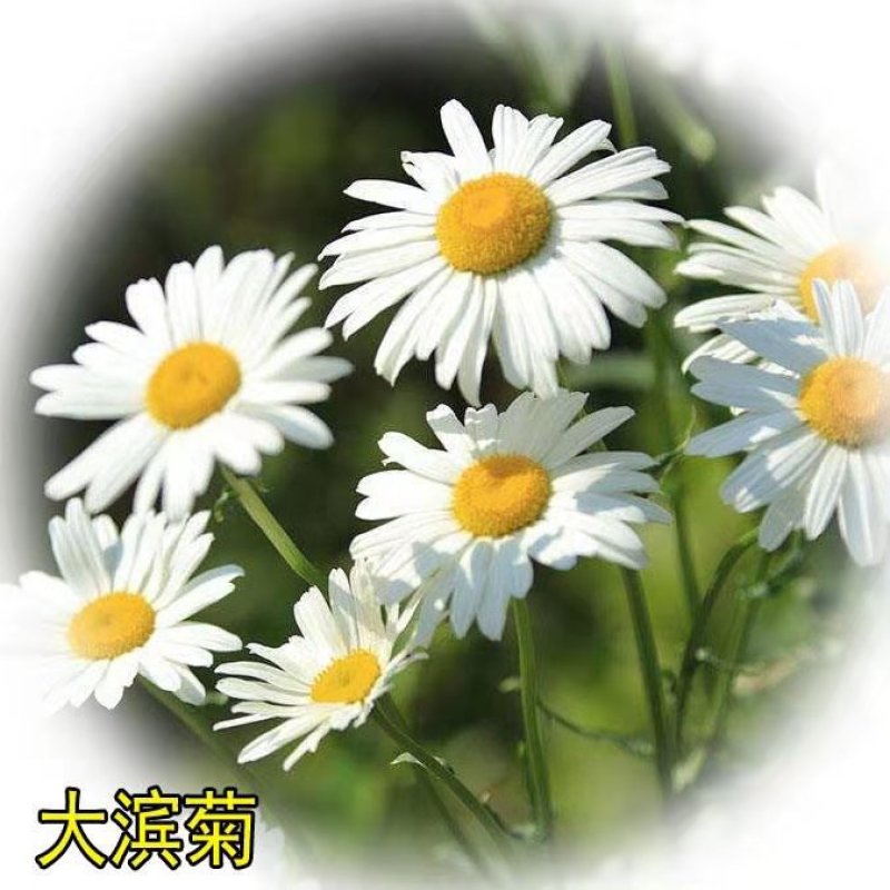 大滨菊种子多年生园林绿化景观花海庭院阳台花卉种子西洋滨菊