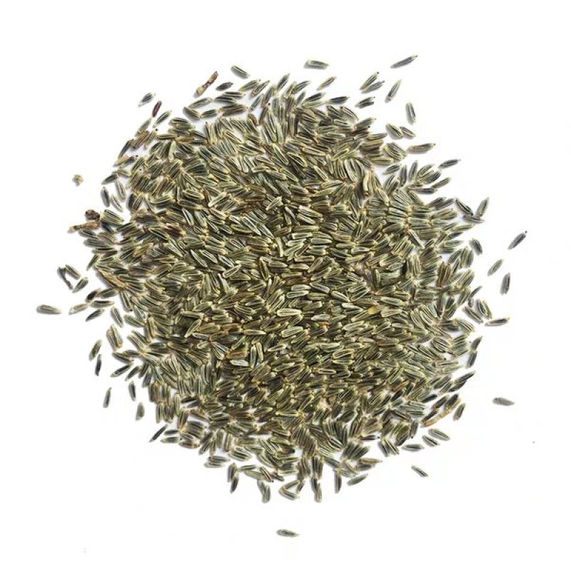 大滨菊种子多年生园林绿化景观花海庭院阳台花卉种子西洋滨菊
