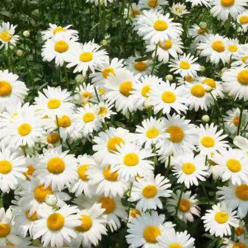大滨菊种子多年生园林绿化景观花海庭院阳台花卉种子西洋滨菊