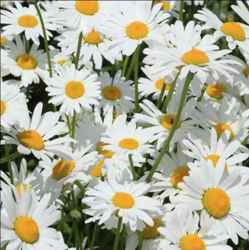 大滨菊种子多年生园林绿化景观花海庭院阳台花卉种子西洋滨菊