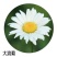 大滨菊种子多年生园林绿化景观花海庭院阳台花卉种子西洋滨菊