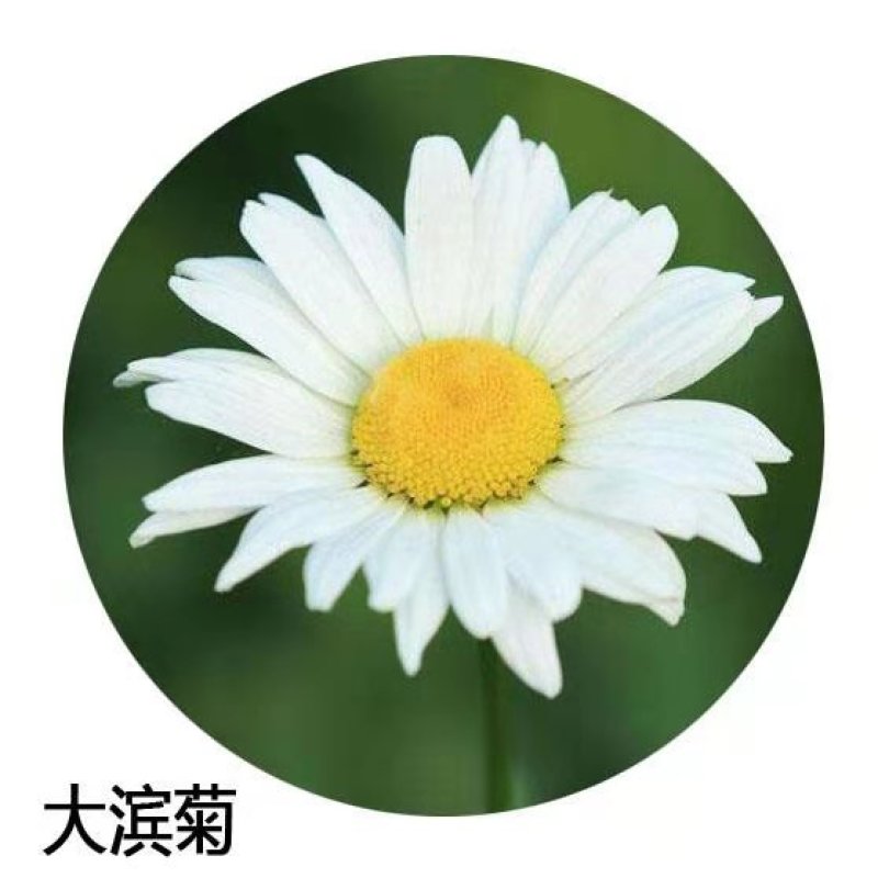 大滨菊种子多年生园林绿化景观花海庭院阳台花卉种子西洋滨菊