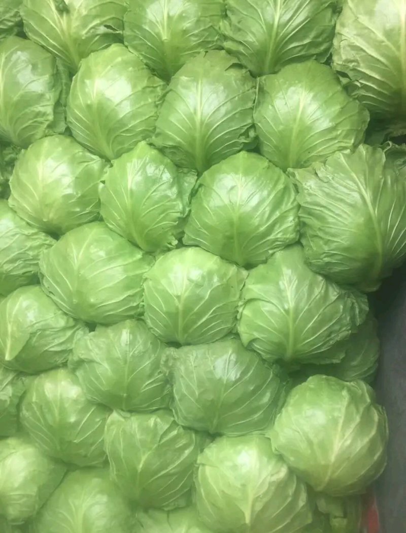 【有好货】绿宝石，精品甘蓝，产地直销，质量好
