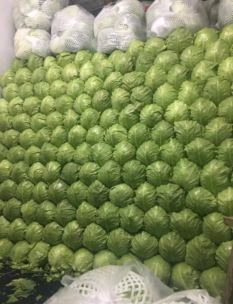 【有好货】绿宝石，精品甘蓝，产地直销，质量好