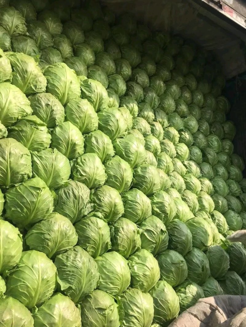 甘蓝，河北甘蓝，绿宝石，暖棚种植甘蓝8398大量上市