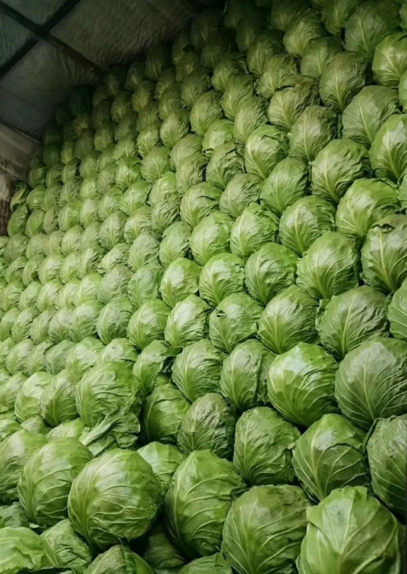 甘蓝，河北甘蓝，绿宝石，暖棚种植甘蓝8398大量上市