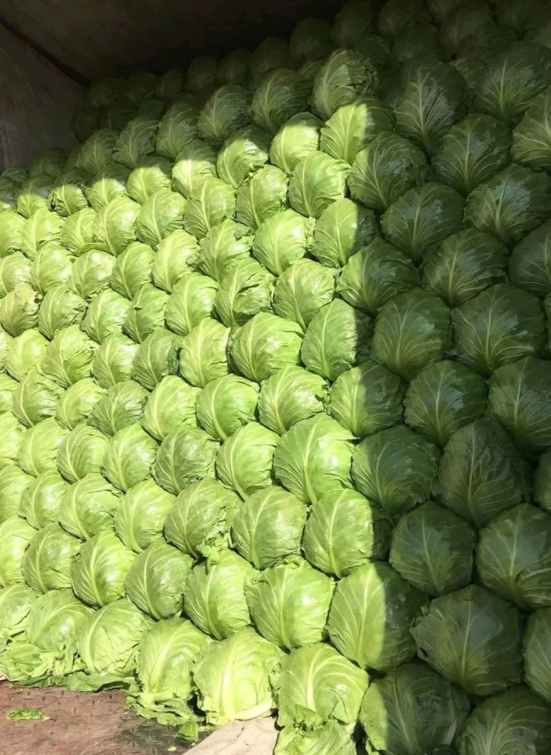 甘蓝，河北甘蓝，绿宝石，暖棚种植甘蓝8398大量上市