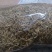 金银花，山东产地，一级好统货，无杂，无叶