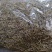 金银花，山东产地，一级好统货，无杂，无叶