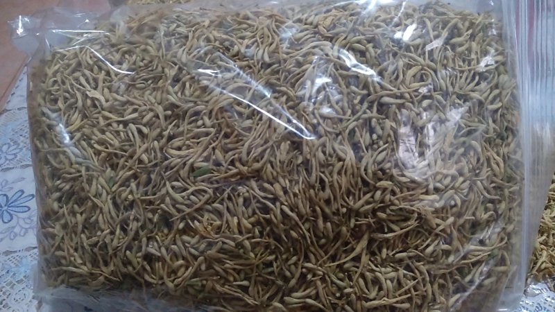 金银花，山东产地，一级好统货，无杂，无叶