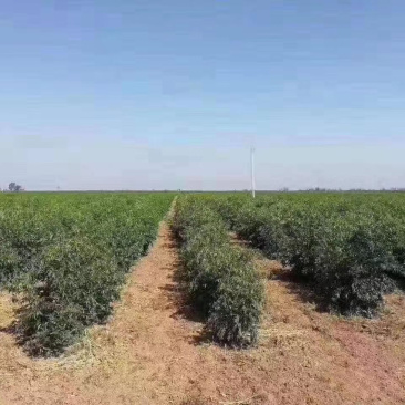 200亩金丝小枣用地出租