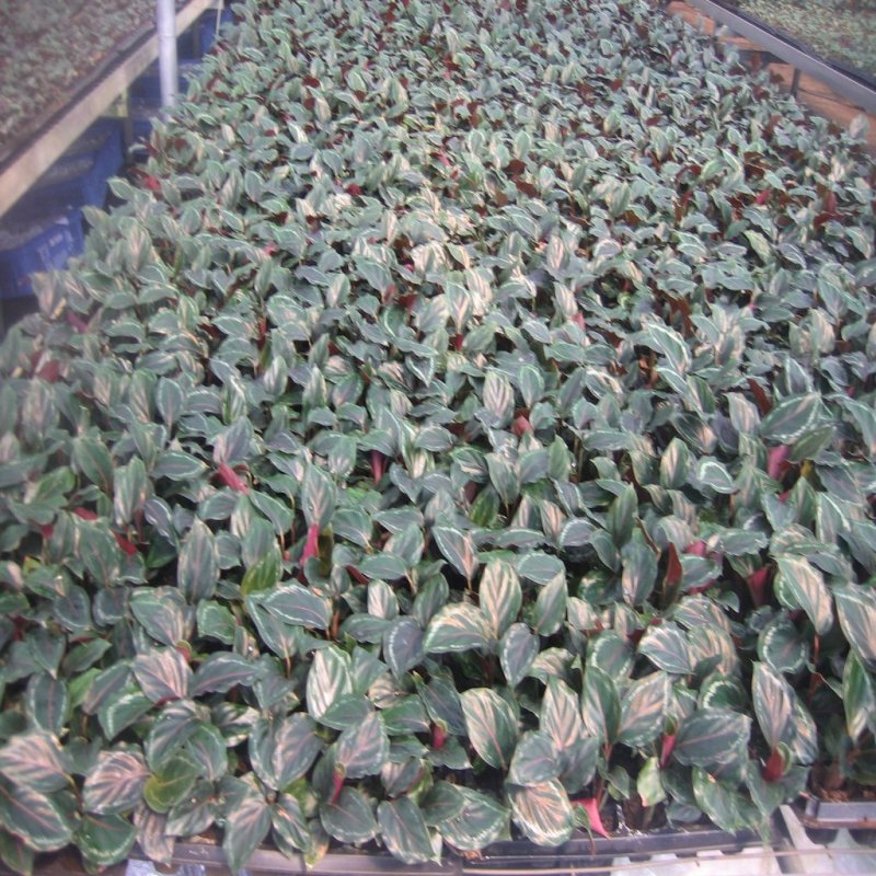 大量供应优质室内观叶绿植盆黑玫瑰（美丽）竹芋
