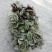 大量供应优质室内观叶绿植盆黑玫瑰(美丽)竹芋