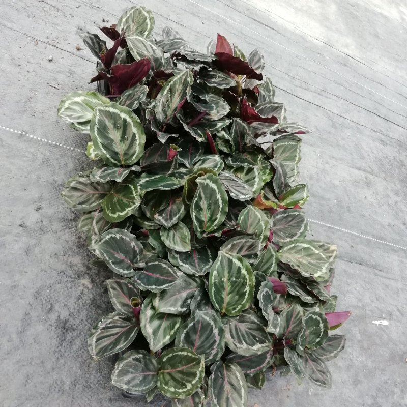 大量供应优质室内观叶绿植盆黑玫瑰（美丽）竹芋