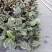 大量供应优质室内观叶绿植盆黑玫瑰(美丽)竹芋