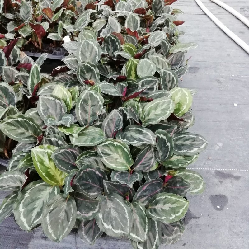 大量供应优质室内观叶绿植盆黑玫瑰（美丽）竹芋