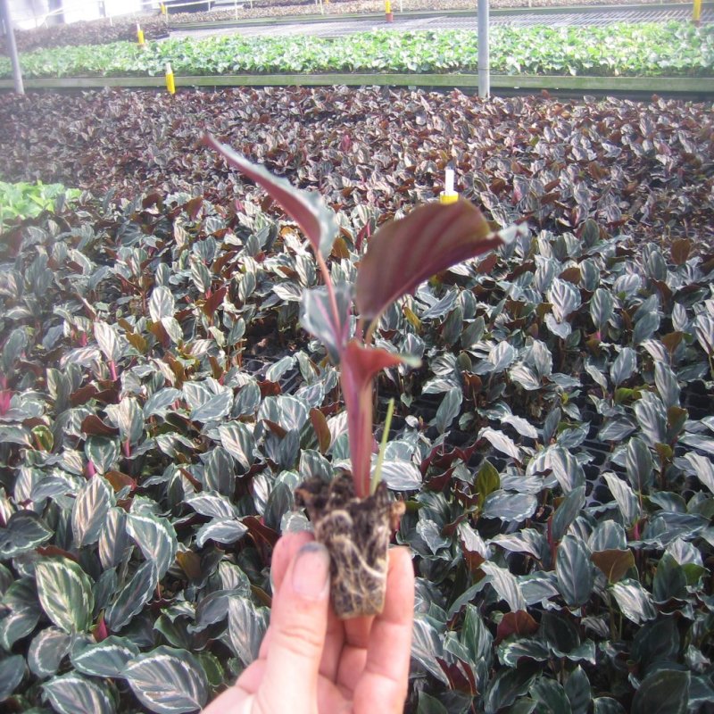 大量供应优质室内观叶绿植盆黑玫瑰（美丽）竹芋