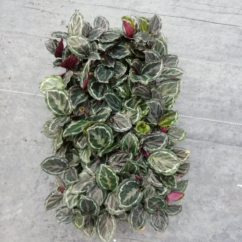 大量供应优质室内观叶绿植盆黑玫瑰（美丽）竹芋