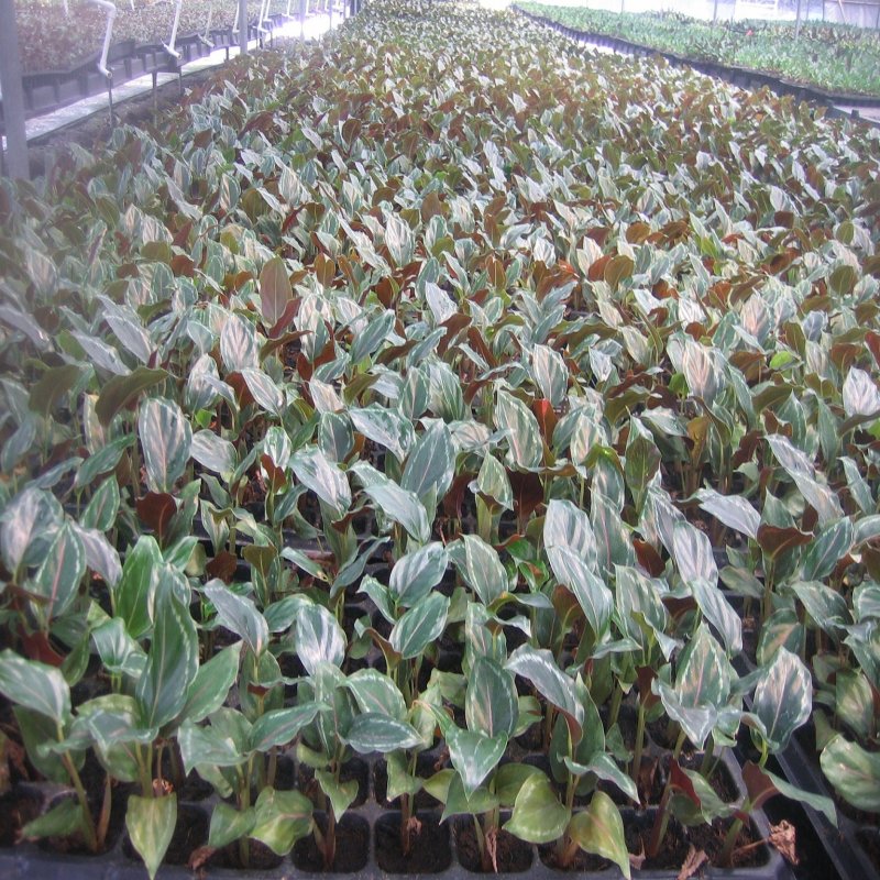 大量供应优质室内观叶绿植盆黑玫瑰（美丽）竹芋