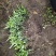 特色水果蜘蛛果红果参种植基地鲜果批发脆甜爽口