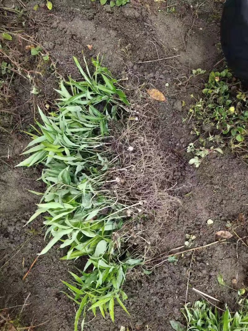特色水果蜘蛛果红果参种植基地鲜果批发脆甜爽口