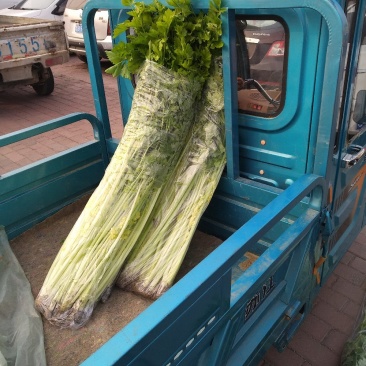 马家沟芹菜
