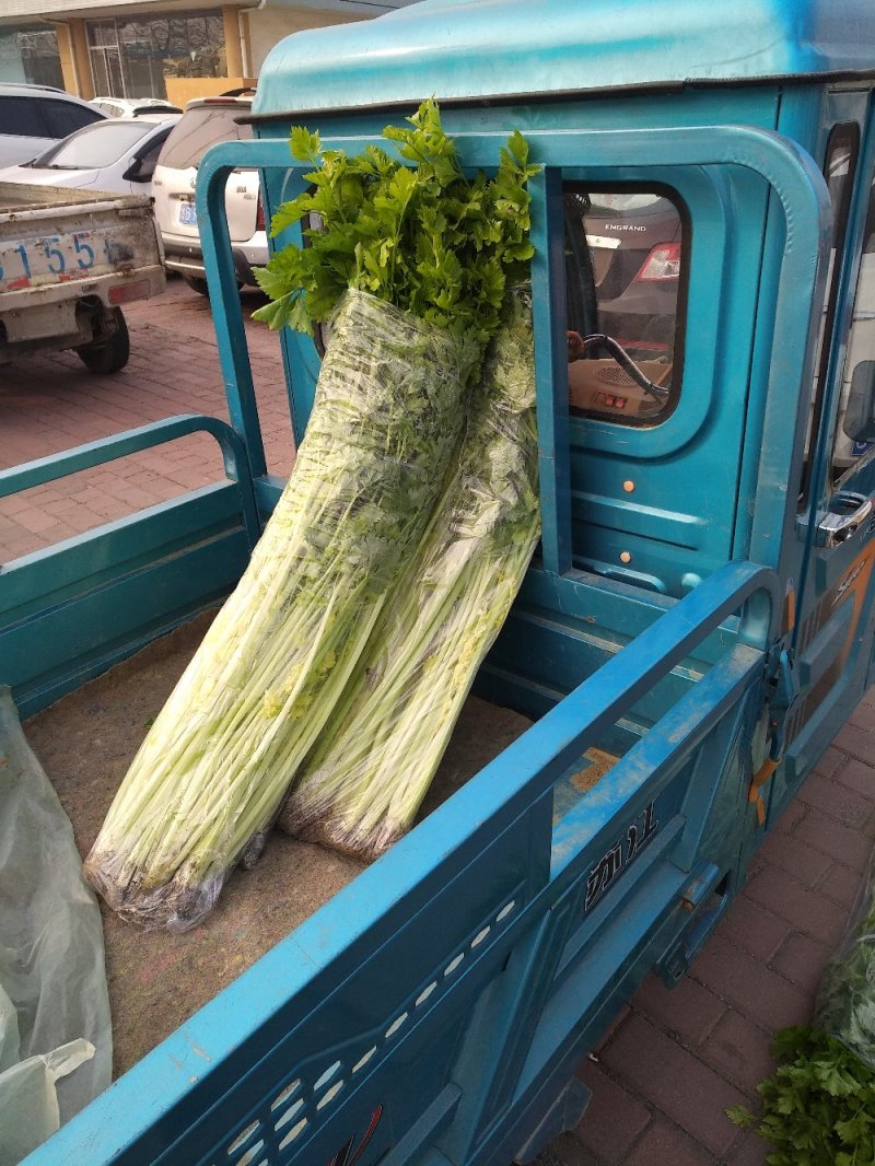 马家沟芹菜