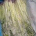 马家沟芹菜