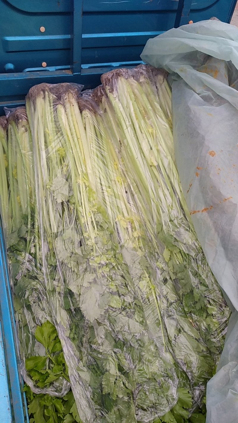 马家沟芹菜