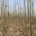 梓树楸树