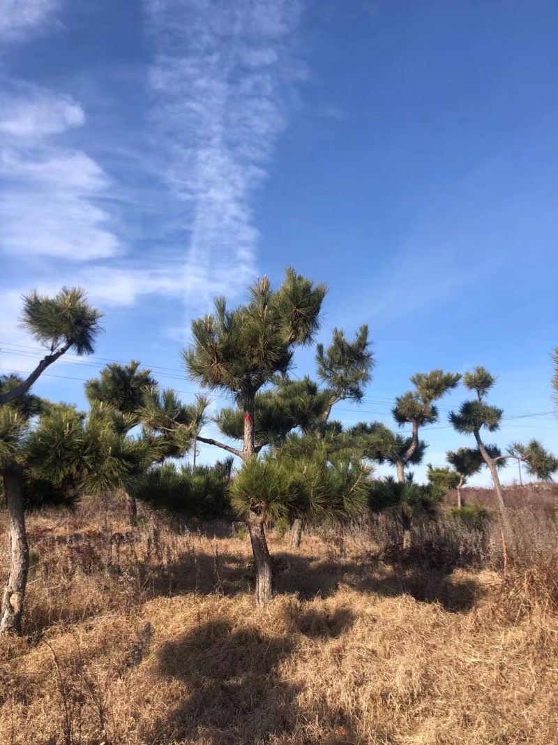 造型松