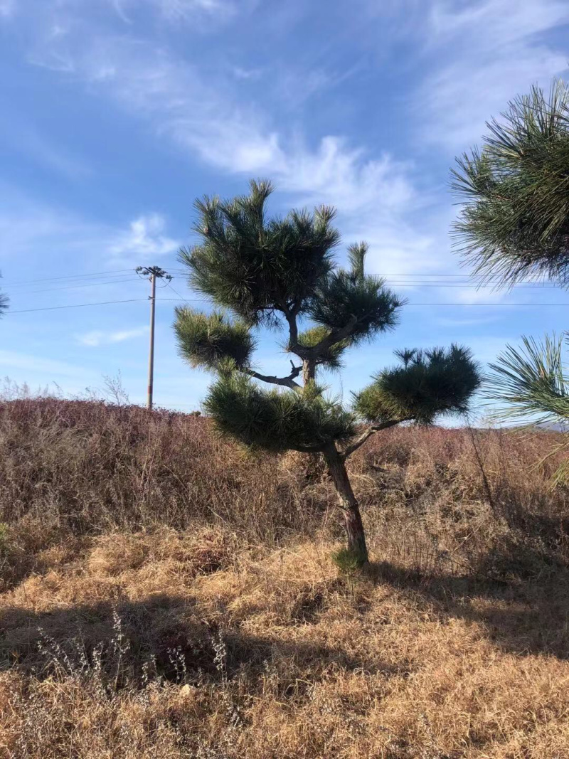造型松